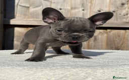 French Bulldog dogs for sale: Hikema X Cheeko (French bulldogs) - Image 23