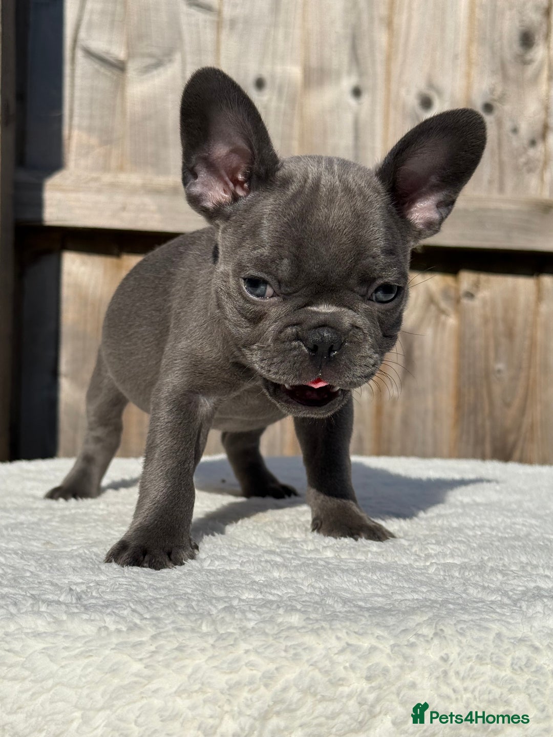 French Bulldog dogs for sale: Hikema X Cheeko (French bulldogs) - Image 23