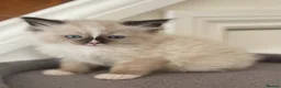 Ragdoll cats for sale: Pedigree Ragdoll Kittens  - Advert 14