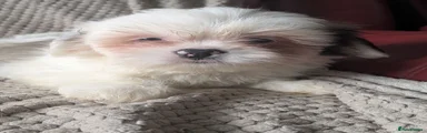 Lhasa Apso 4 girl