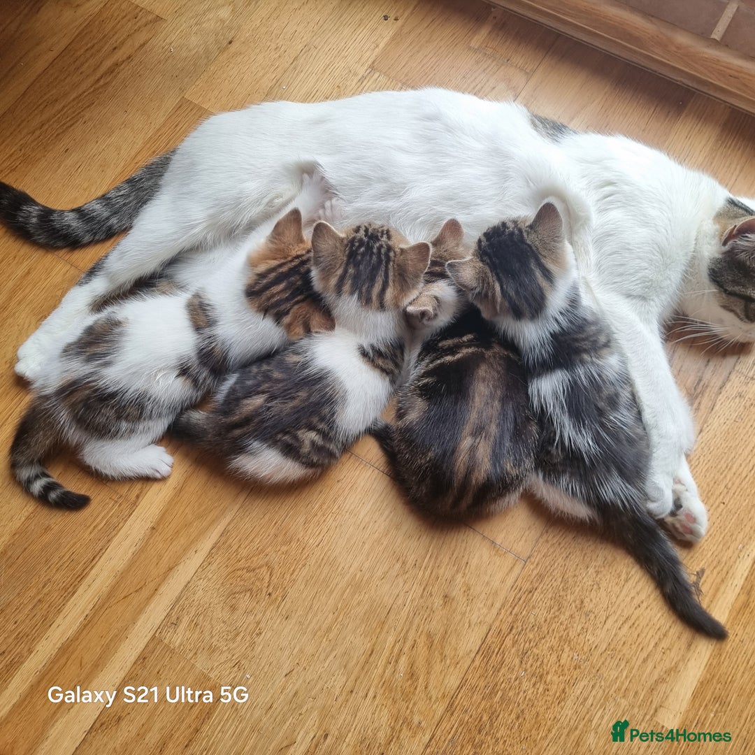 Mixed Breed cats for sale: 5 Cute Kittens For Sale!!! - Image 15