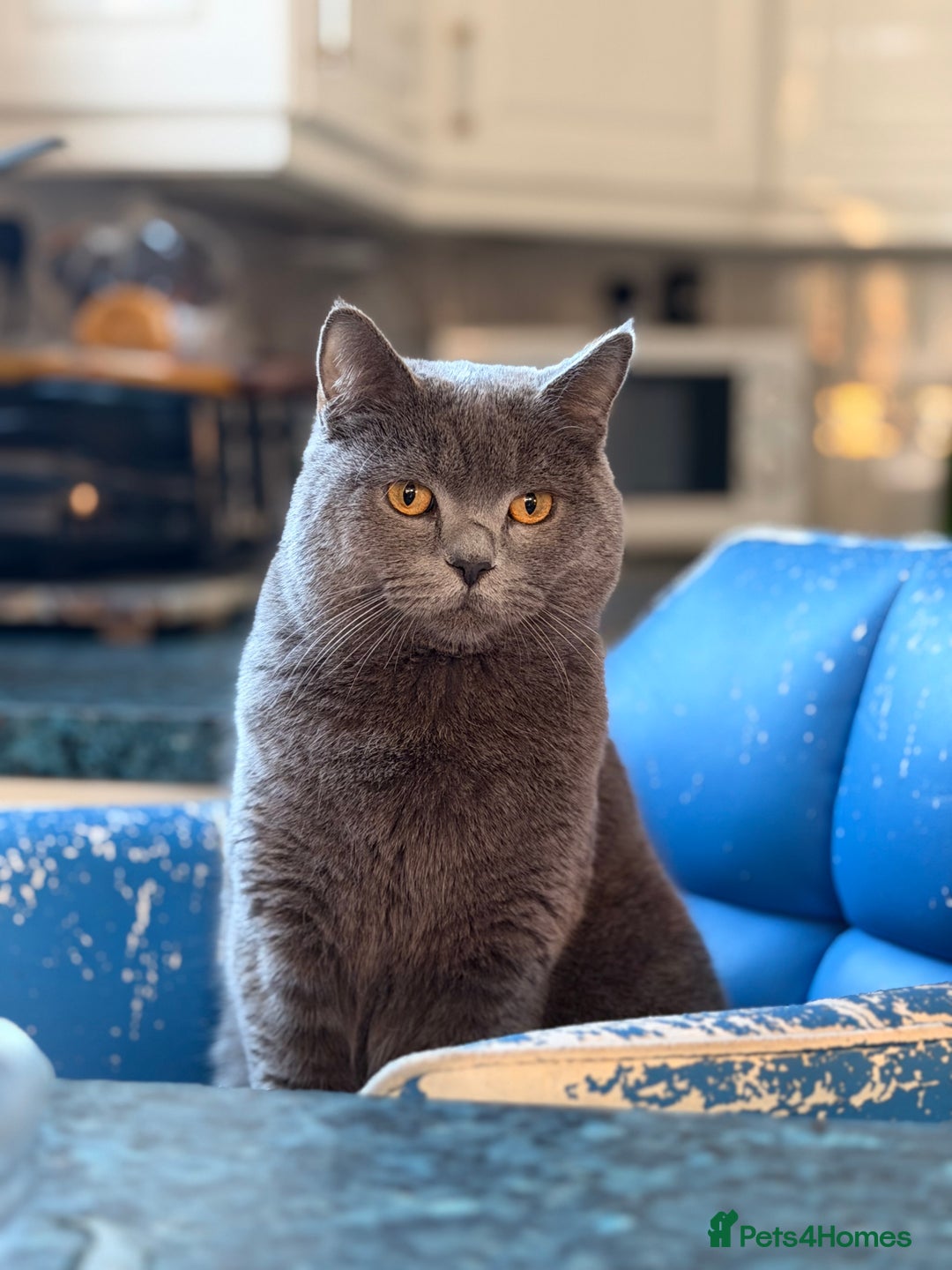 British Shorthair cats for stud: Tommy Charming British Shorthair Looking for Love - Advert 2