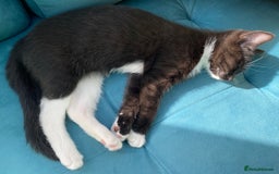 Mixed Breed cats for sale: female black white kitten for sale - Image 1