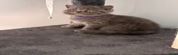 British Shorthair cats for sale: 🐾 5 Gorgeous Female British Shorthair Kittens 🐾 - Advert 27