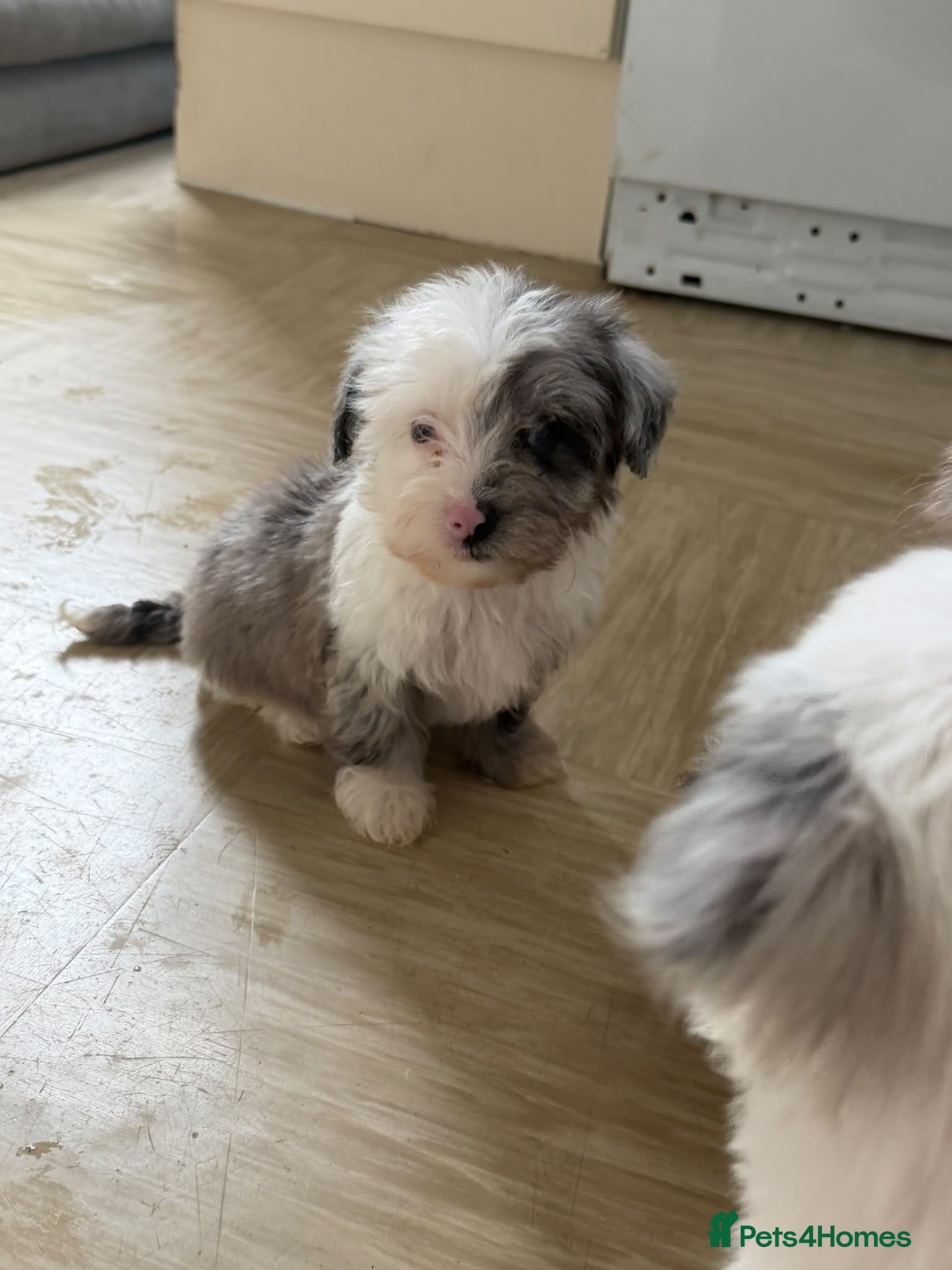 Yorkiepoo dogs Yorkiepoos for sale - Advert 2