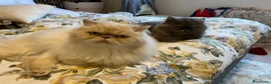 Persian cat Tilly 