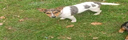 Jack Russell dogs for sale: Sad sale of sienna our beautiful merl jackrussel  in Beaminster - Advert 6