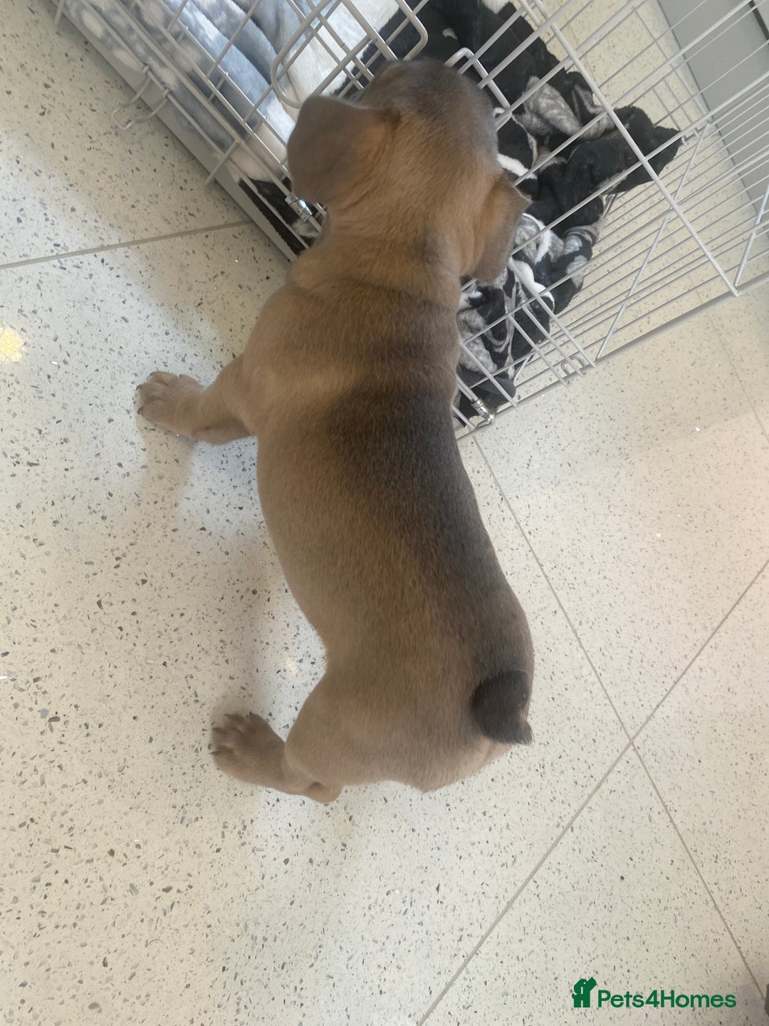 French Bulldog dogs for sale: French bulldog puppy  - Image 2