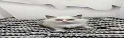 Ragdoll cats for sale: TICA Pedigree Ragdolls Kittens  - Advert 9