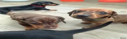 Dachshund dogs for sale: Standard Dachshunds Glasgow - Advert 5