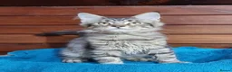 Maine Coon cats for sale: Registered Pedigree Maine Coon Kittens for sale  - Advert 17