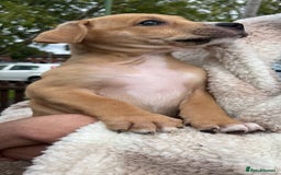 Staffordshire Bull Terrier dogs for sale: Beautiful Staffy pups - Image 2