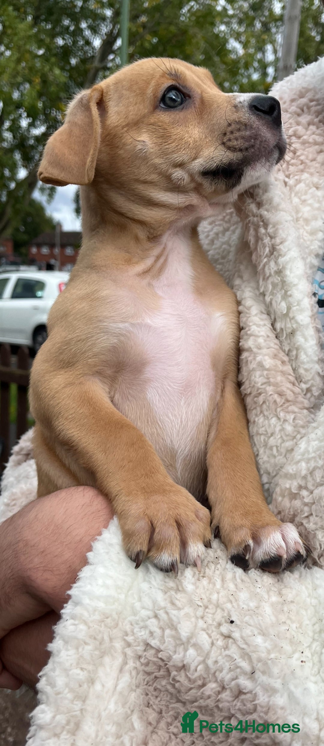 Staffordshire Bull Terrier dogs for sale: Beautiful Staffy pups - Image 2
