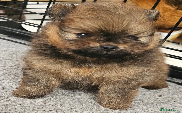 Pomeranian dogs - Advert 8