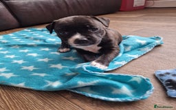 Staffordshire Bull Terrier dogs for sale: KC Reg Staffy Pups – Beautiful Chunky Puppys - Image 9