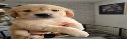 Golden Retriever dogs for sale: Show Type KC Registered Golden Retrievers !!  - Advert 7