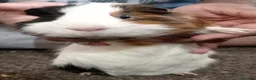 Guinea Pig rodents for sale: Gunnie pigs hand fed, trained very friendly - Advert 5