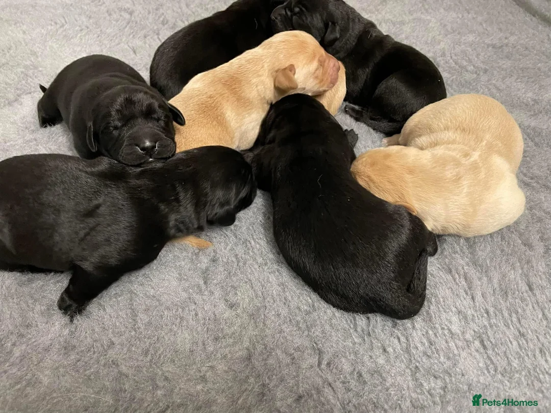 Labrador Retriever dogs for stud: 0/0 HIPS&ELBOWS FULLY HEALTH TESTED LABRADOR STUD in Leyburn - Advert 7