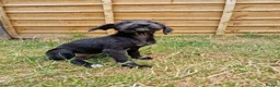 Mixed Breed dogs for sale: Beddy Whippet X Italian Greyhound - Advert 2