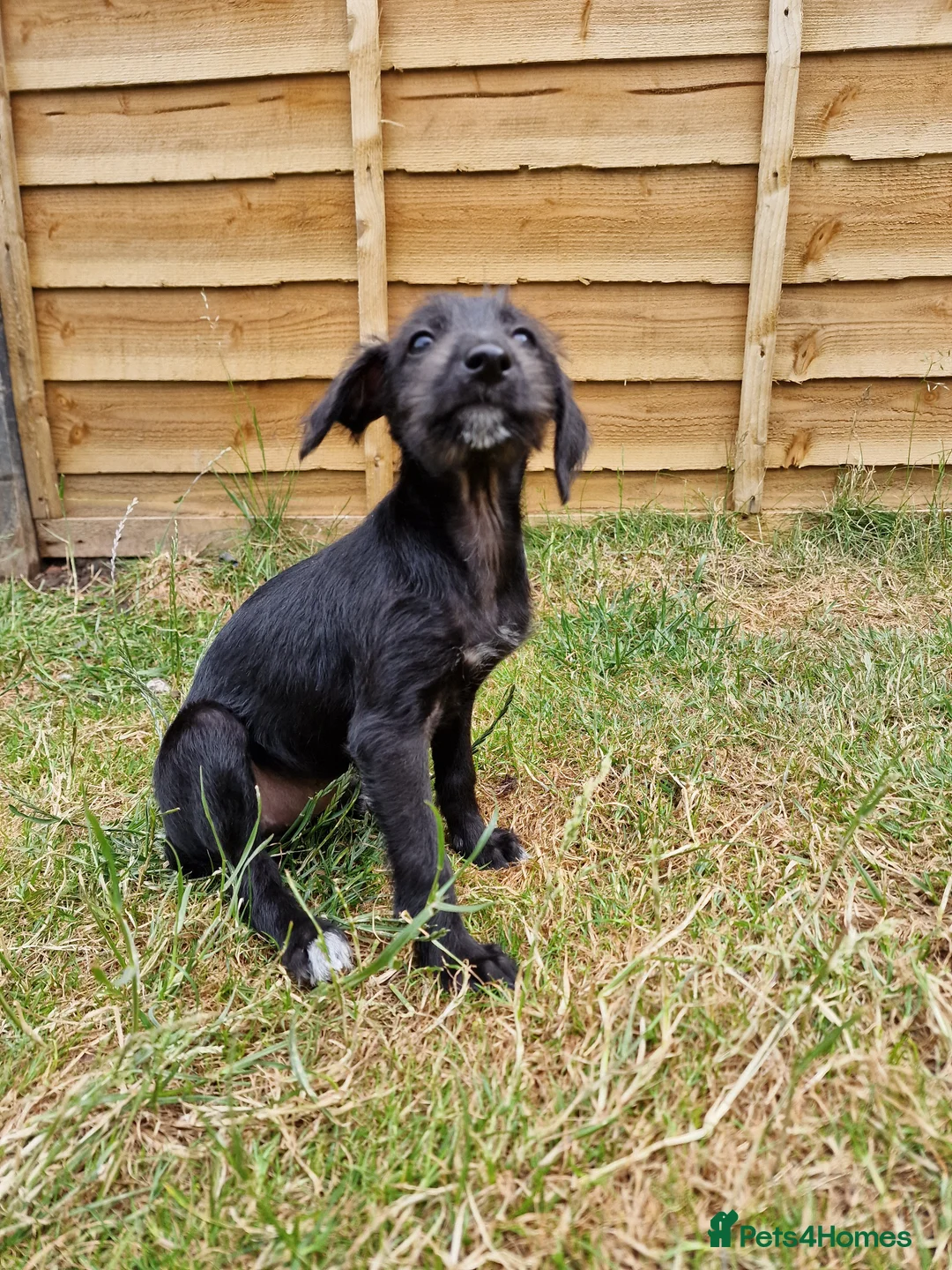 Mixed Breed dogs for sale: Beddy Whippet X Italian Greyhound - Advert 2