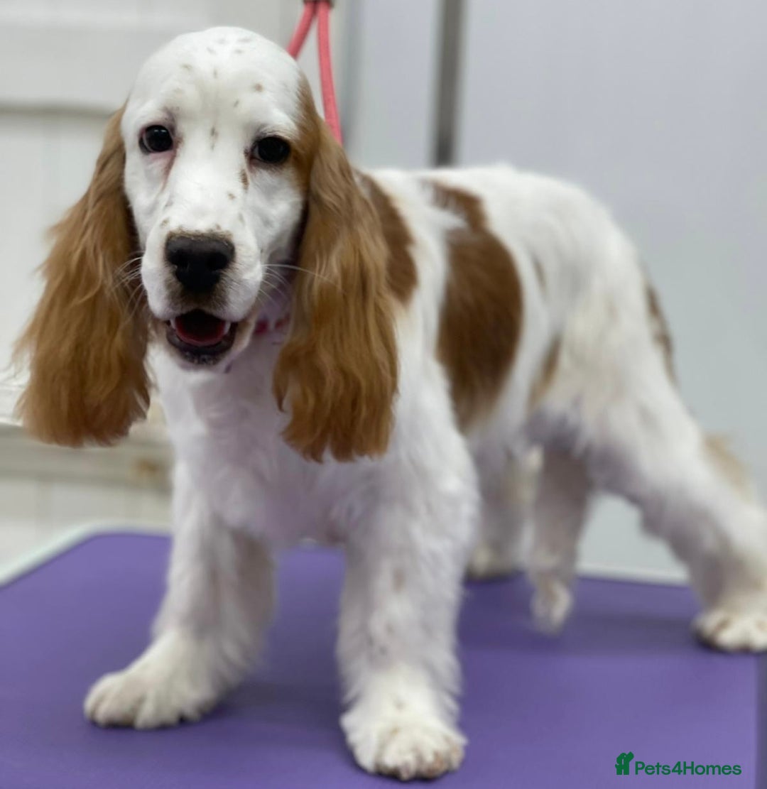 Cockalier dogs for sale: Cockalier puppies from KC parents - DNA CLEAR - Image 4