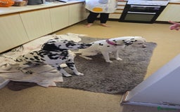 Dalmatian dogs for sale: 100% DALMATIAN LITTER - Image 2