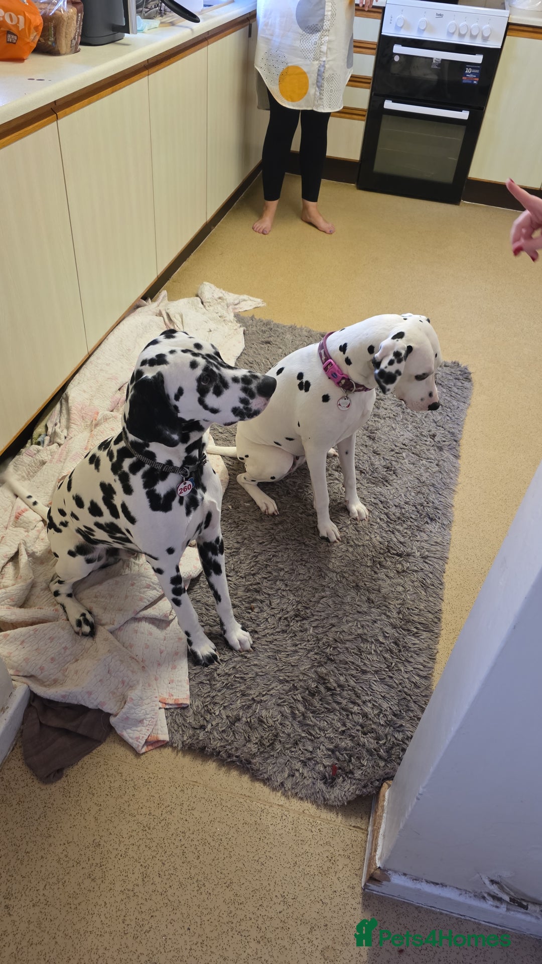 Dalmatian dogs for sale: 100% DALMATIAN LITTER - Image 2