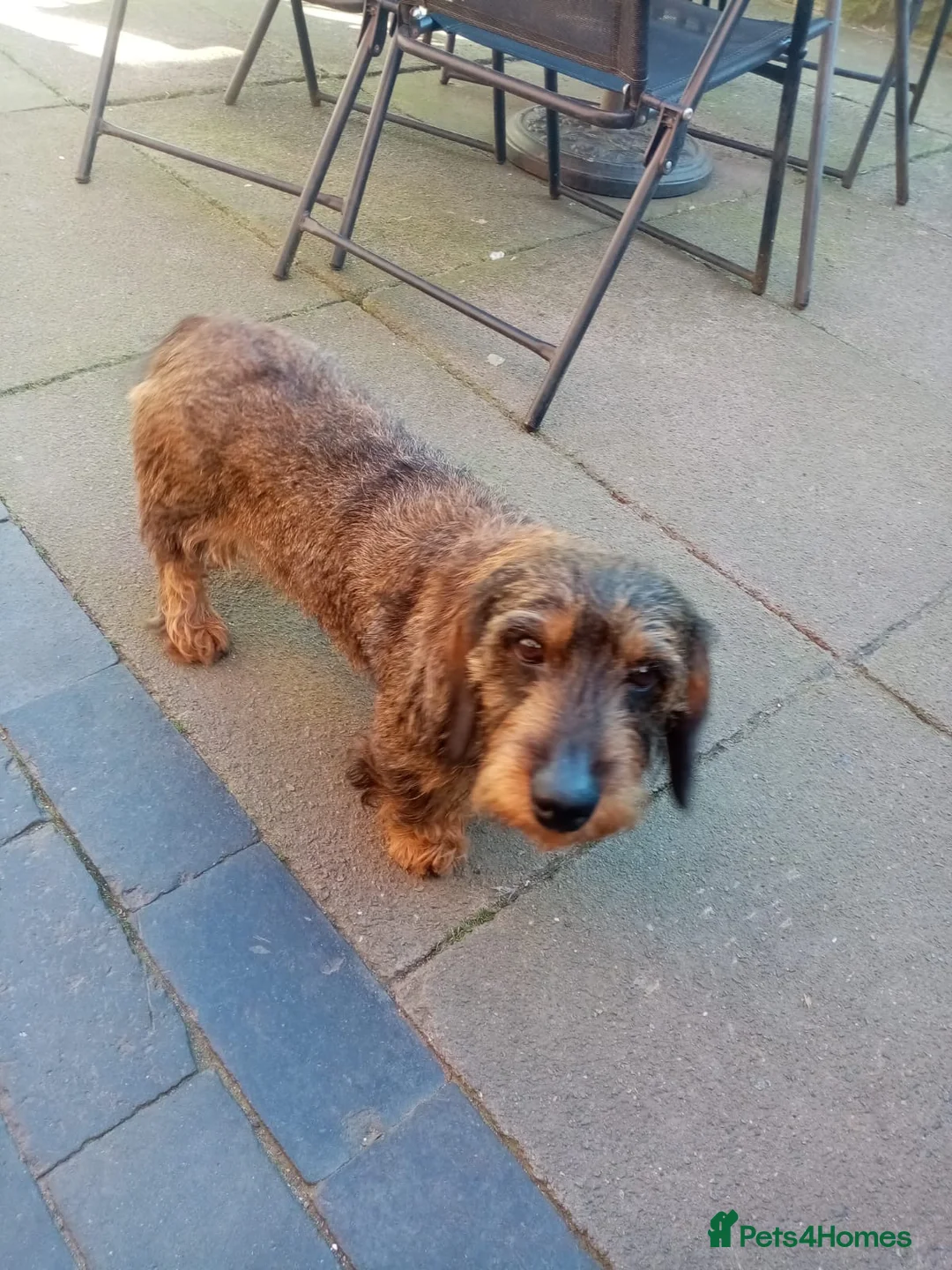 Dachshund dogs for sale: Wire Haired Tekkels - Advert 2