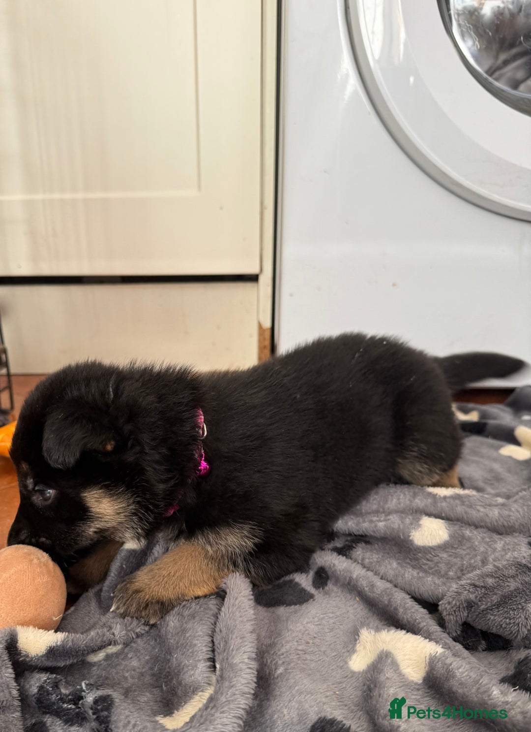 German Shepherd dogs for sale: KC Registered & Bred From Health Tested Parents  - Advert 21