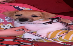 Jack Russell dogs for sale: Traditional small type Jack Russell girl puppy - Advert 8