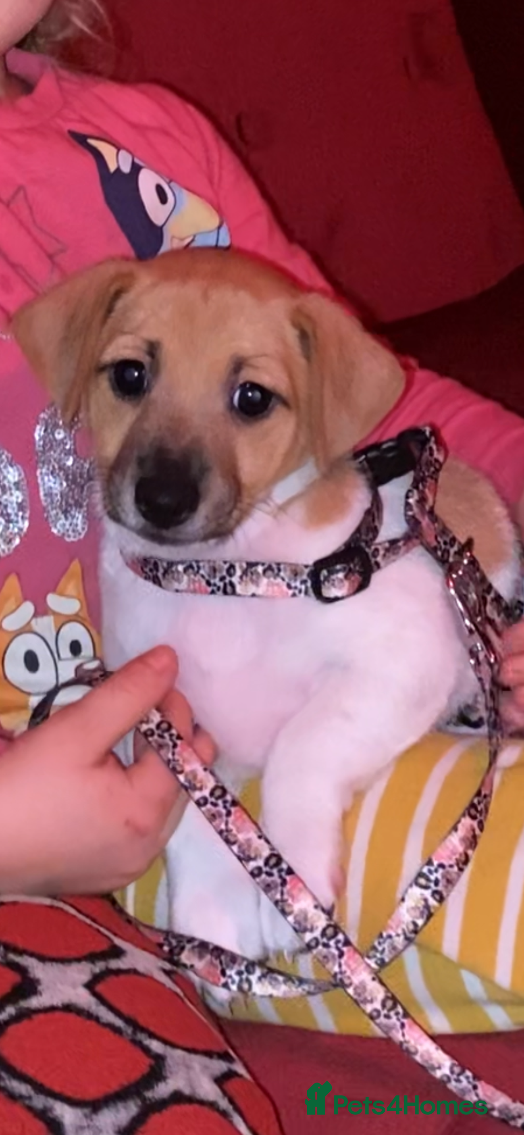 Jack Russell dogs for sale: Traditional small type Jack Russell girl puppy - Advert 8