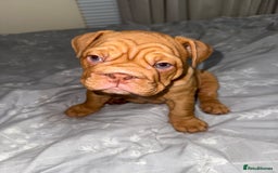 English Bulldog dogs for sale: Beautiful English bulldog puppy  - Image 4