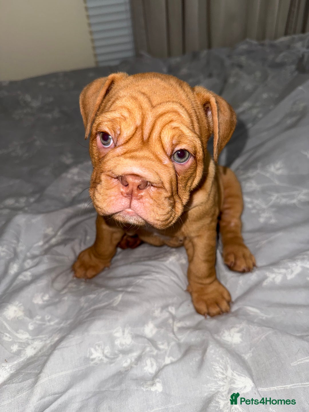 English Bulldog dogs for sale: Beautiful English bulldog puppy  - Image 4