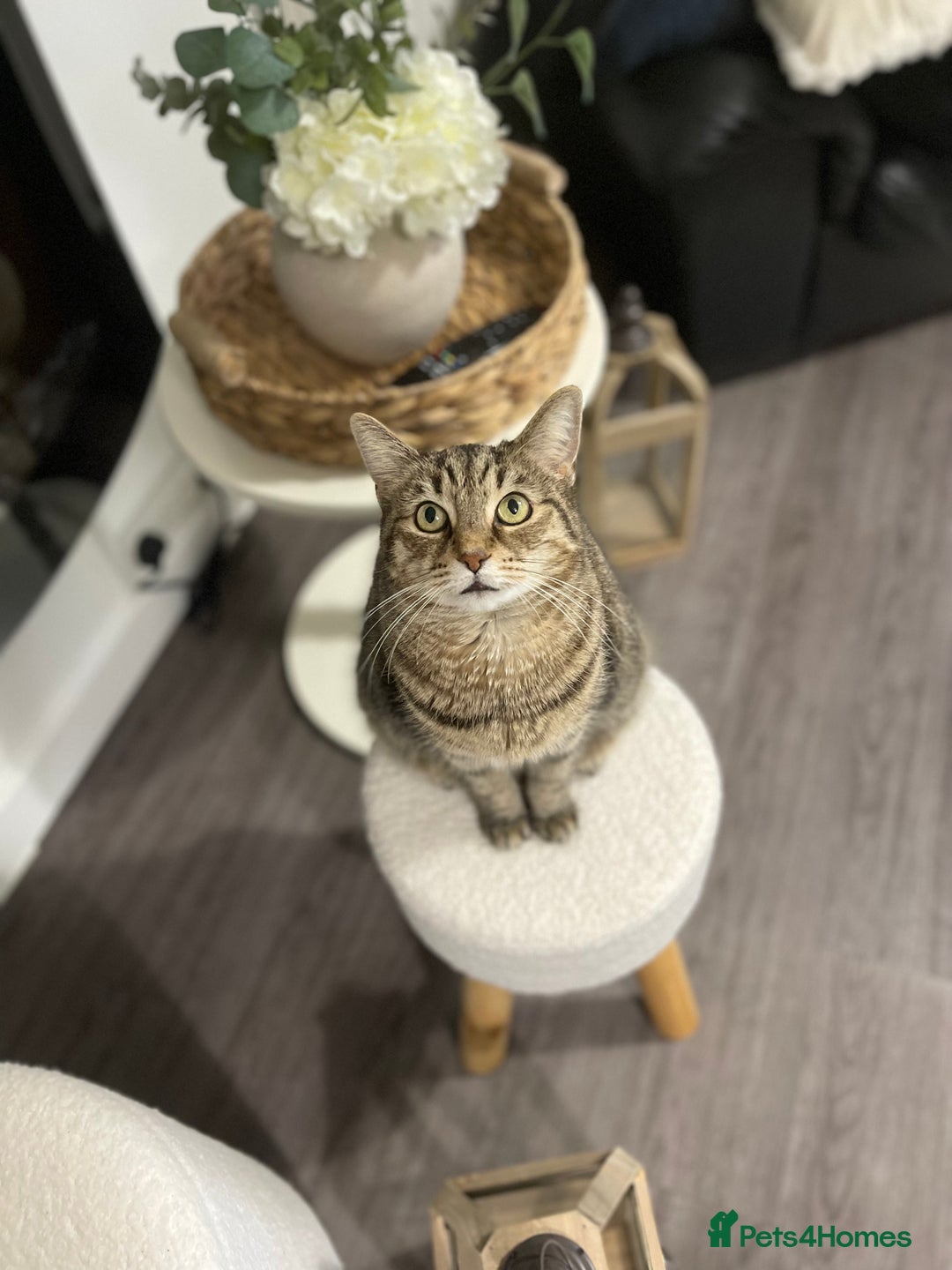 Mixed Breed cats for sale: Beautiful kittens 8 weeks old ready now  - Advert 23