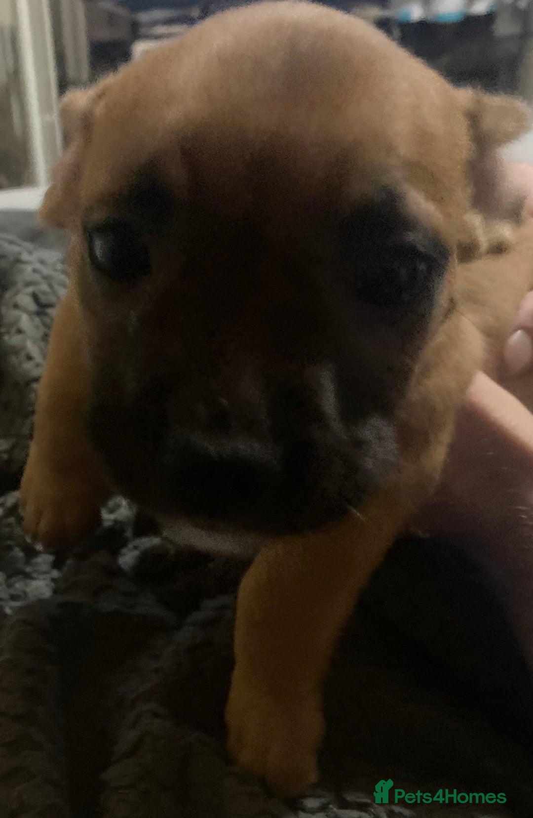 Mixed Breed dogs for sale: 6 French bulldog x jack russel pups for sale - Image 9