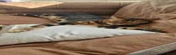 Bengal cats for sale: Pure Bread Glitter Marble Bengal in March - Advert 2