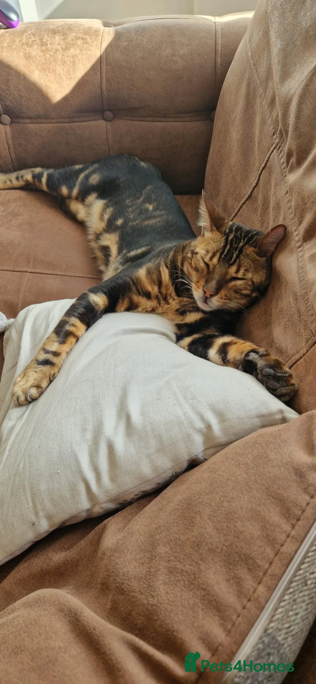 Bengal cats for sale: Pure Bread Glitter Marble Bengal in March - Advert 2