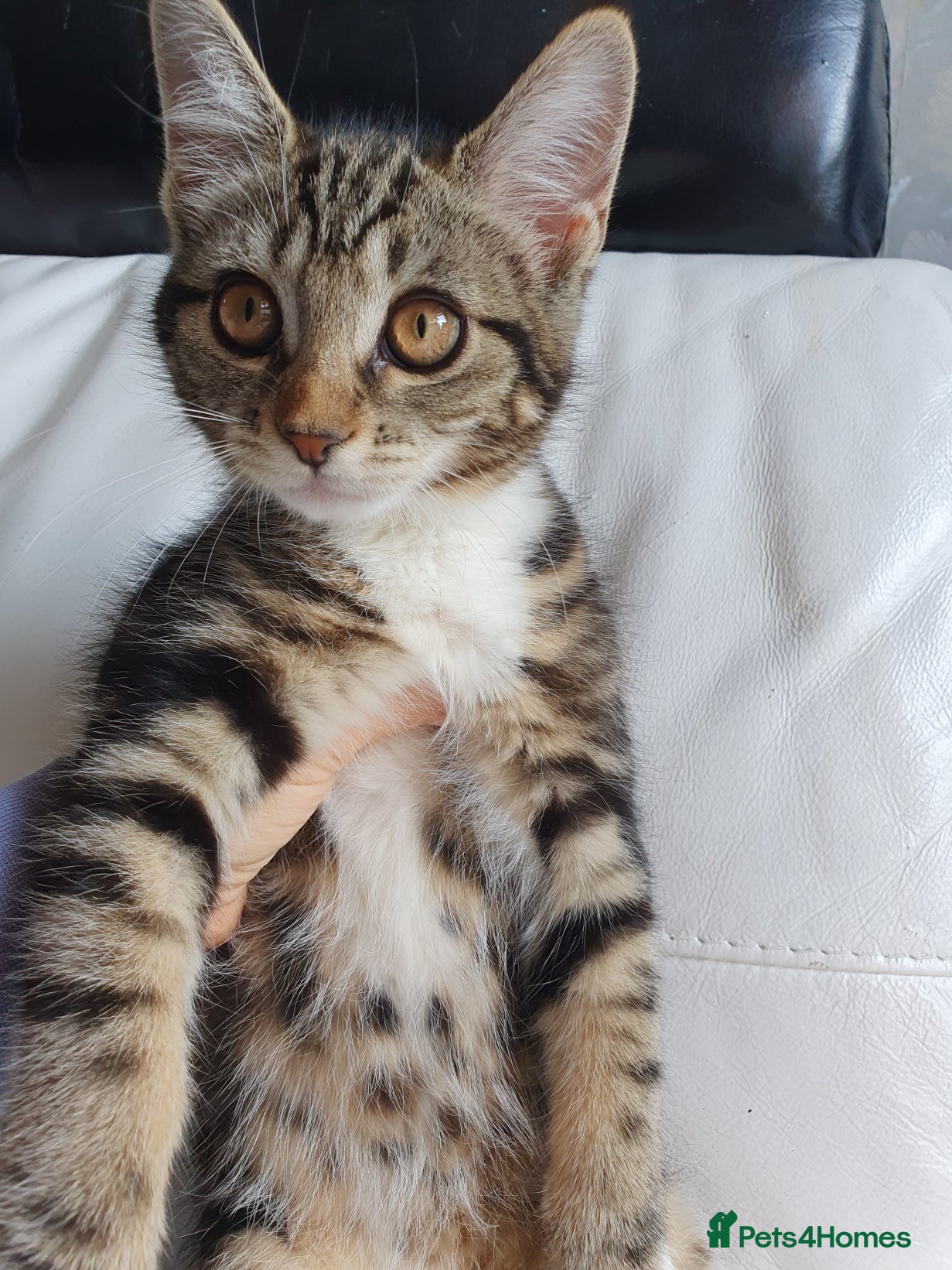 Maine Coon cats 2 Maine Coon Cross kittens for sale - Advert 1