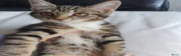 Maine Coon cats for sale: 2 Maine Coon Cross kittens for sale - Advert 20