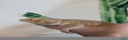 Bearded Dragon reptiles for sale: Witblits hypo het trans male BEarded Dragon - Advert 2