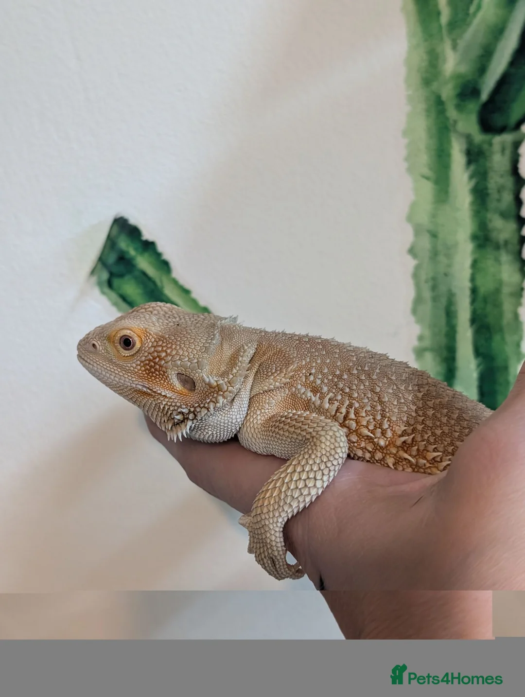 Bearded Dragon reptiles for sale: Witblits hypo het trans male BEarded Dragon - Advert 2