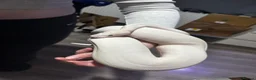 Python Snake reptiles for sale: Black Eyed Lucy Ball Python  - Advert 12