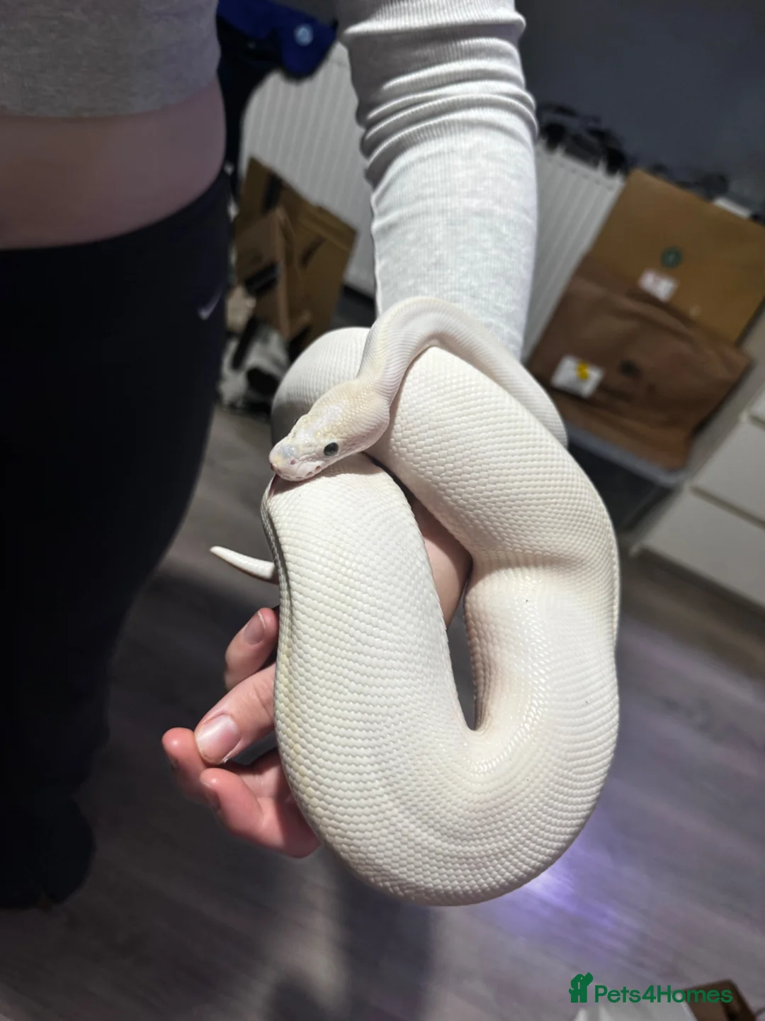 Python Snake reptiles for sale: Black Eyed Lucy Ball Python  - Advert 12