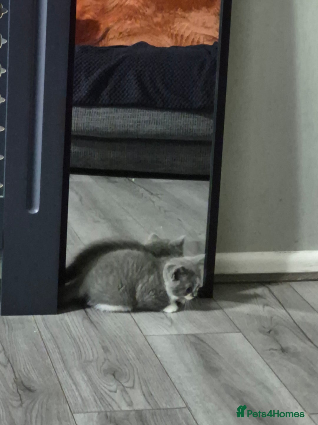 British Shorthair cats for sale: Adorable British Shorthair x Persian Kittens  - Image 13