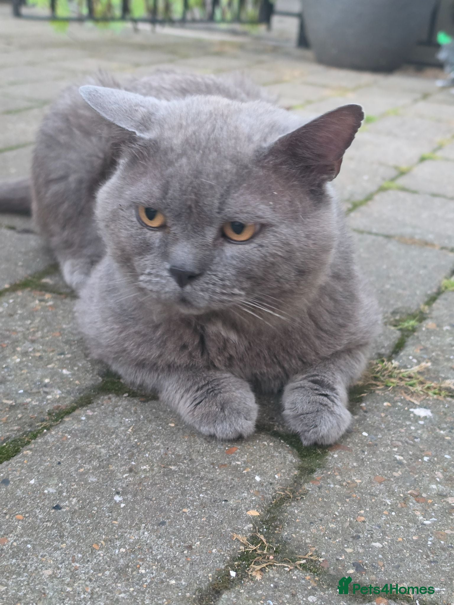 British Shorthair cats 🌟 fluffy British short hair mixed breed🌟  - Advert 1