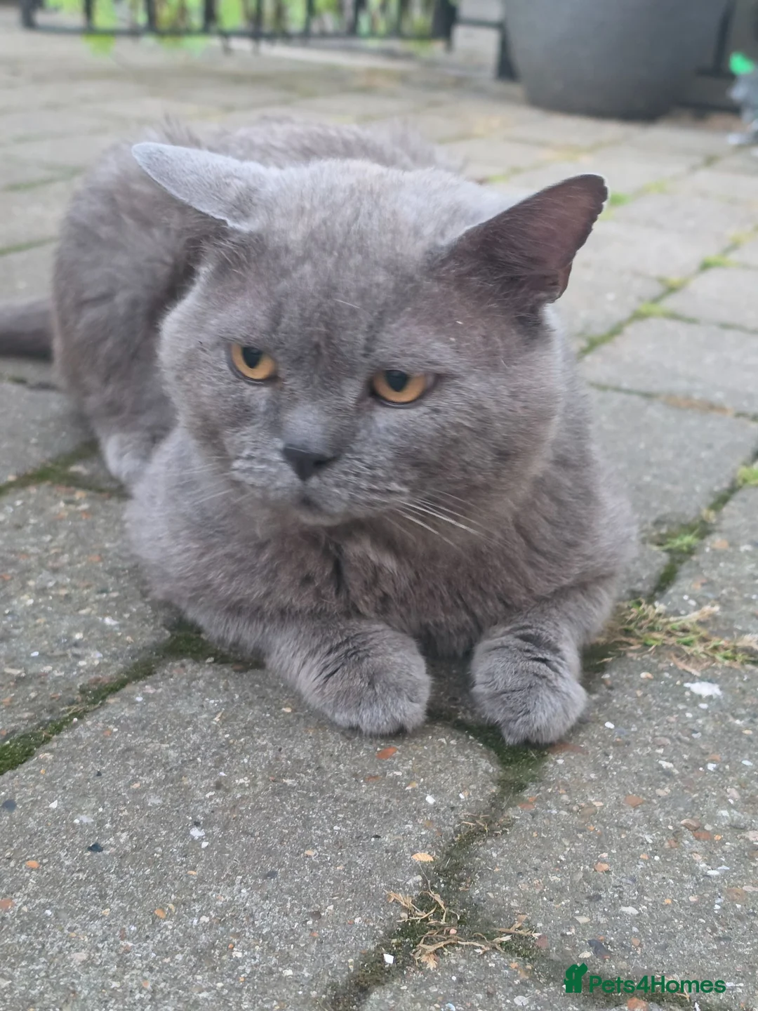 British Shorthair cats for sale: 🌟 fluffy British short hair mixed breed🌟  in Rainham - Advert 1
