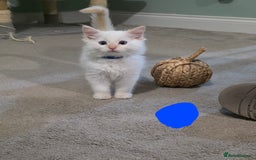 Ragdoll cats for sale: Gorgeous pure breed Ragdoll kittens  - Image 3