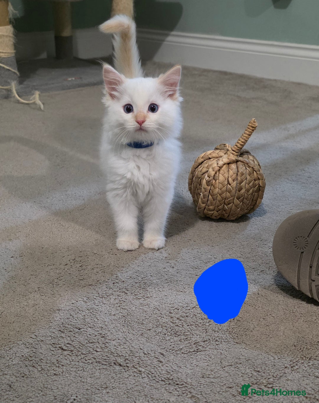 Ragdoll cats for sale: Gorgeous pure breed Ragdoll kittens  - Image 3