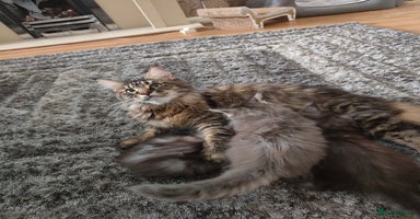 Maine Coon cats - Advert 10