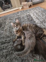 Maine Coon cats Mainecoon queen pedigree - Advert 9